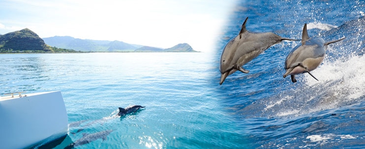 Dolphin Star – Wild Dolphin Watch