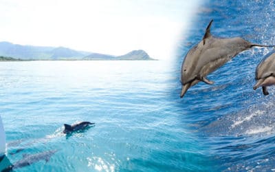 Hawaii Nautical – West Oahu Dolphin Snorkel Sail