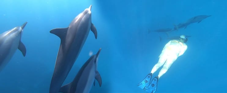 See Life Adventures – Dolphin Swim