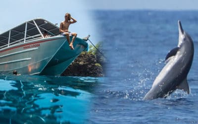 Hang Loose Boat Tours – Wild Dolphin Watch and Snorkel