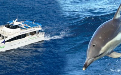 Pacific Whale Foundation – Lanai Snorkel & Dolphin Watch