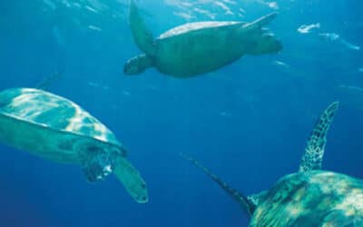 Hawaii Nautical – Turtles Guaranteed Waikiki Snorkel Sail