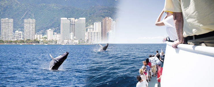 Waikiki Ocean Sports – Whale Watch