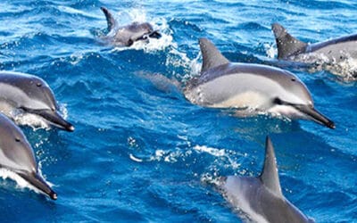 Maui Adventure Cruises – Lanai Dolphin Adventure