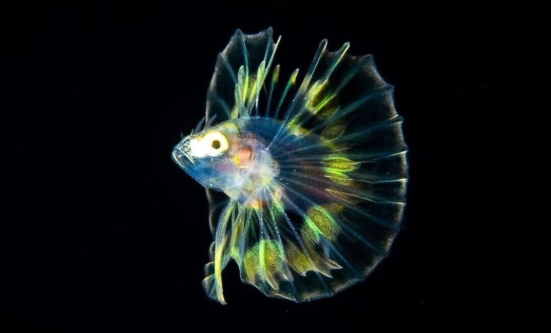 Black Water Night Dive | Kailua Kona, Big Island