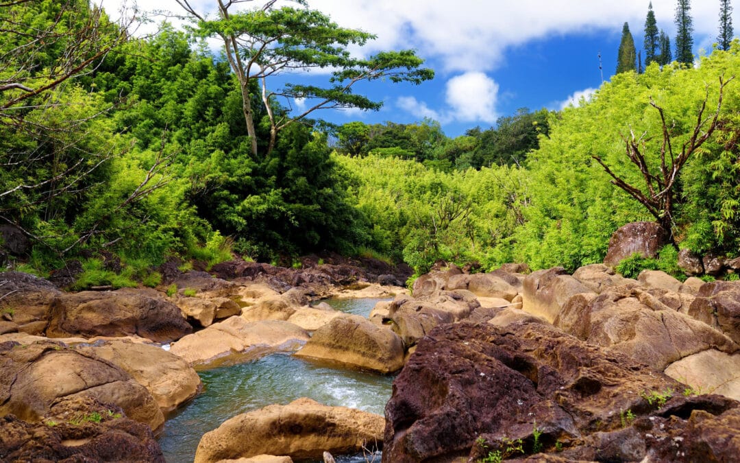 Bamboo Forest Trek | Kahului, Maui