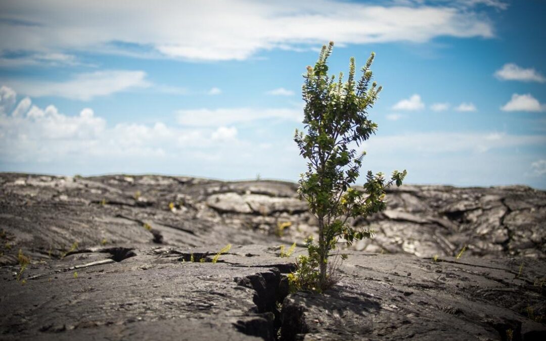 Evening Volcano Explorer – Waikoloa/Kohala Pick-Up | Hilo, Big Island HI