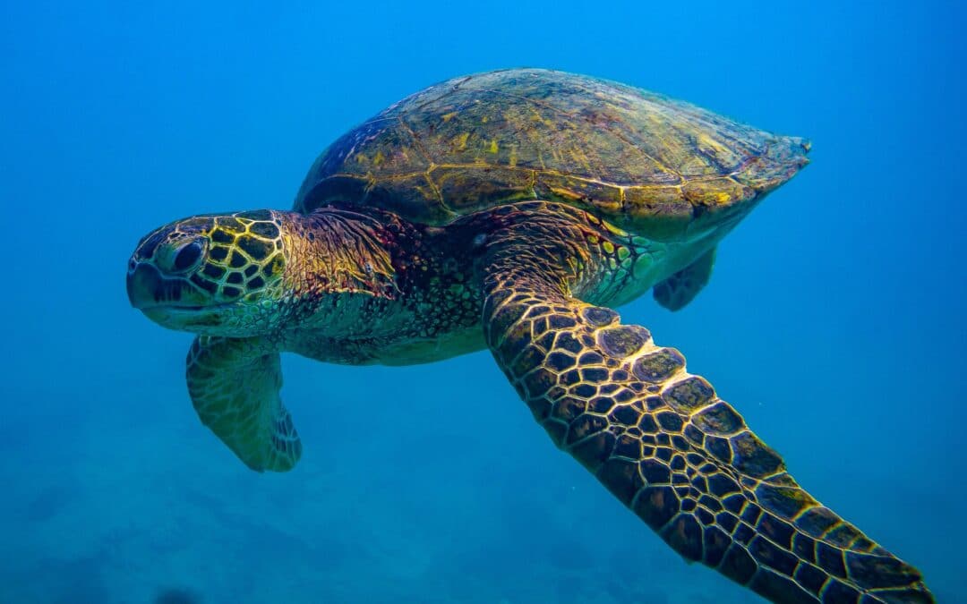 Snorkelers & Observers | Honolulu, Oahu