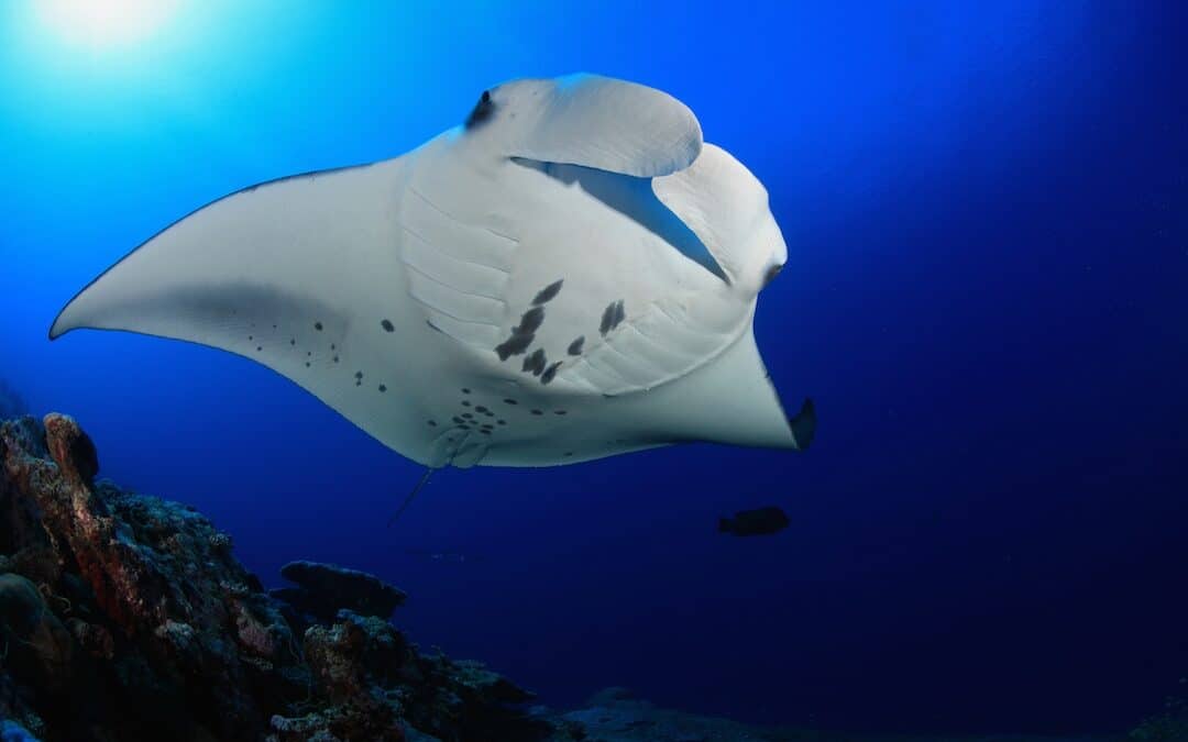 FIRST MANTA RAY NIGHT SNORKELING TOUR | Kailua Kona, Big Island