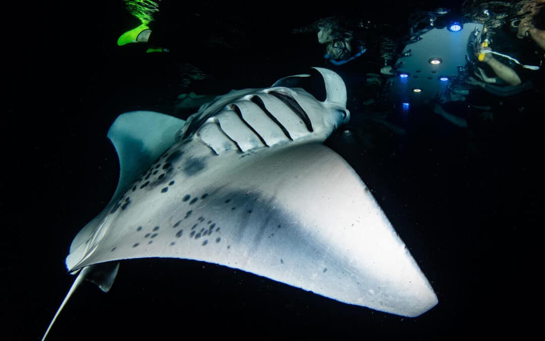 Private Manta Charter | Kailua Kona, Big Island