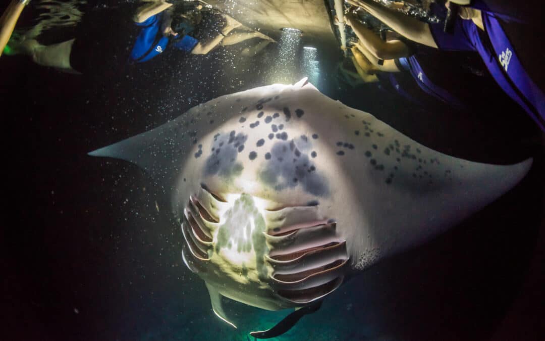 Night Manta Experience | Kailua Kona, Big Island