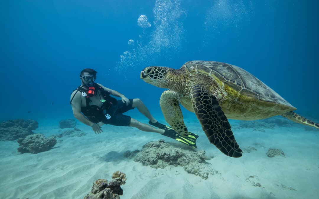 Introductory Diving | Honolulu, Oahu