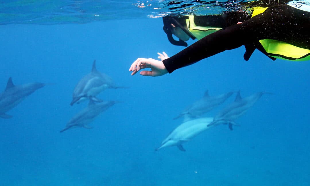 Dolphins and You | Honolulu, Oahu