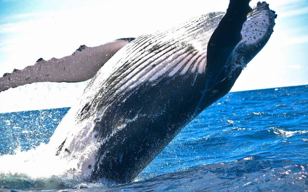 Whale Watching | Honolulu, Oahu