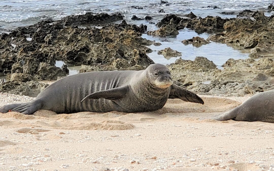 Virtual Online Class of Hawaiian Monk Seal | Honolulu, Oahu