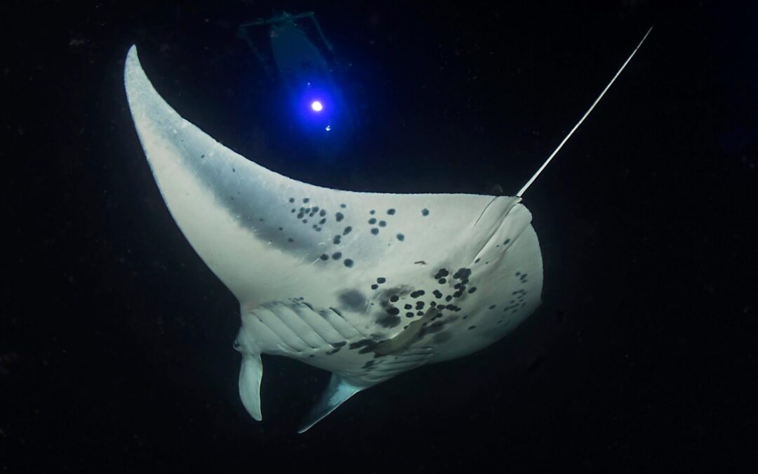 Night Manta Ray Snorkel | Kailua Kona, Big Island