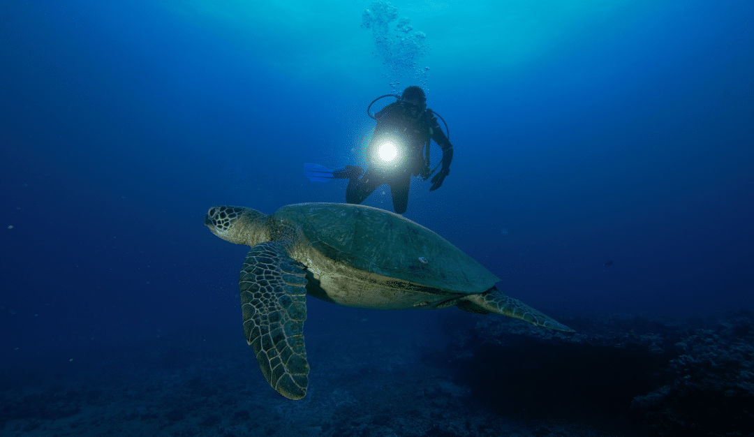 Night Dives | Honolulu, Oahu