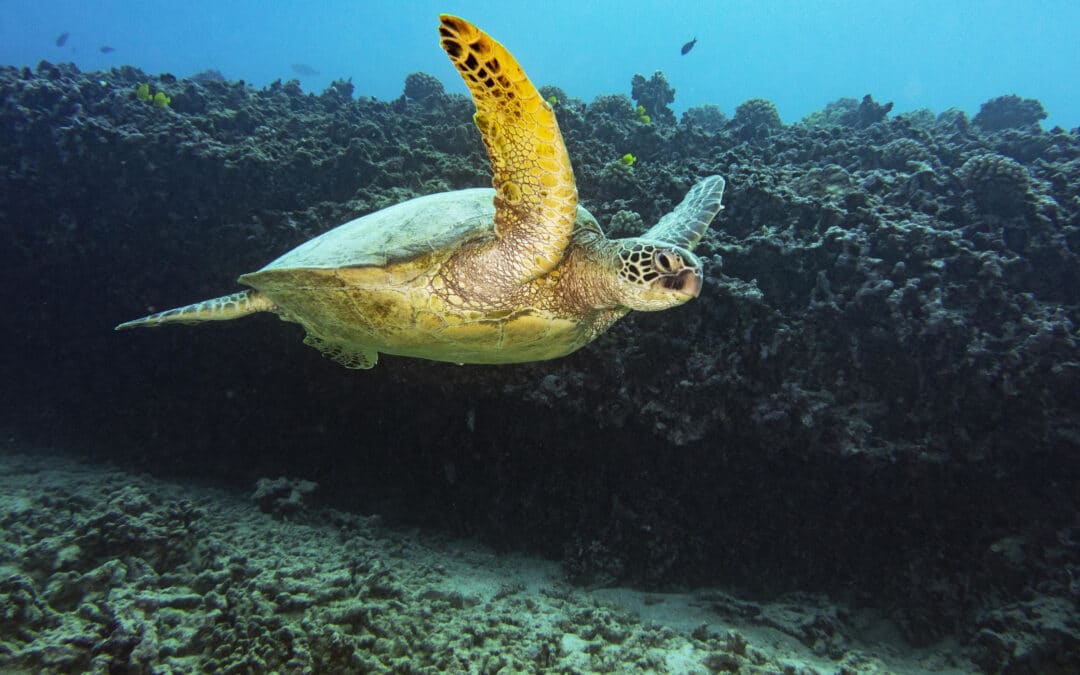 Coral Reef Dives | Honolulu, Oahu