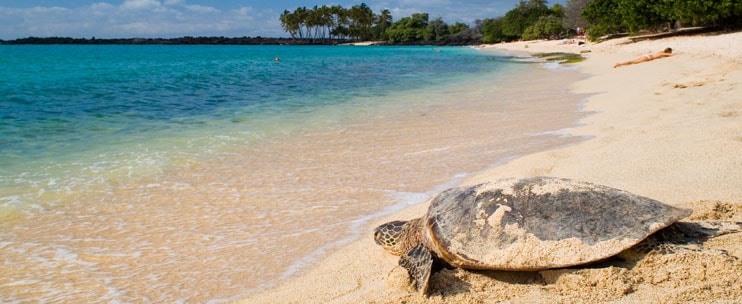 Aloha Hawaii Tours: North Shore Beach Bus Tour with Snorkeling and Attractions