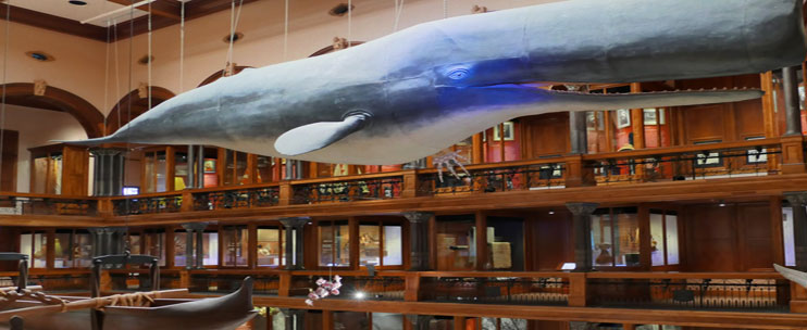 Explore the Largest Museum in Hawaii at Bishop Museum