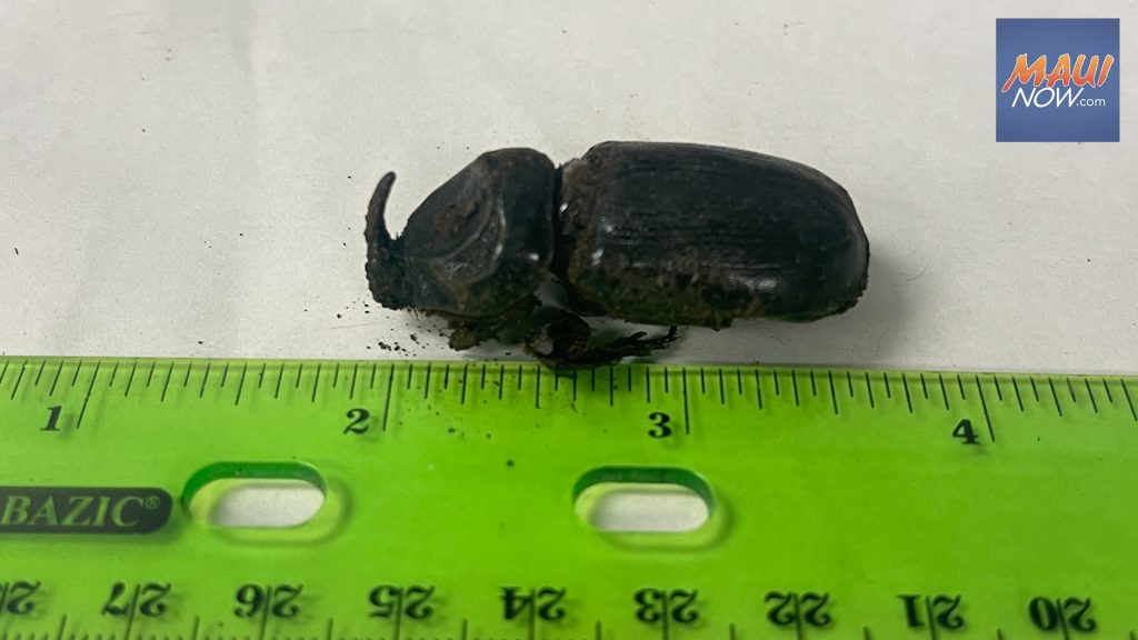 Dead coconut rhinoceros beetle found on Maui