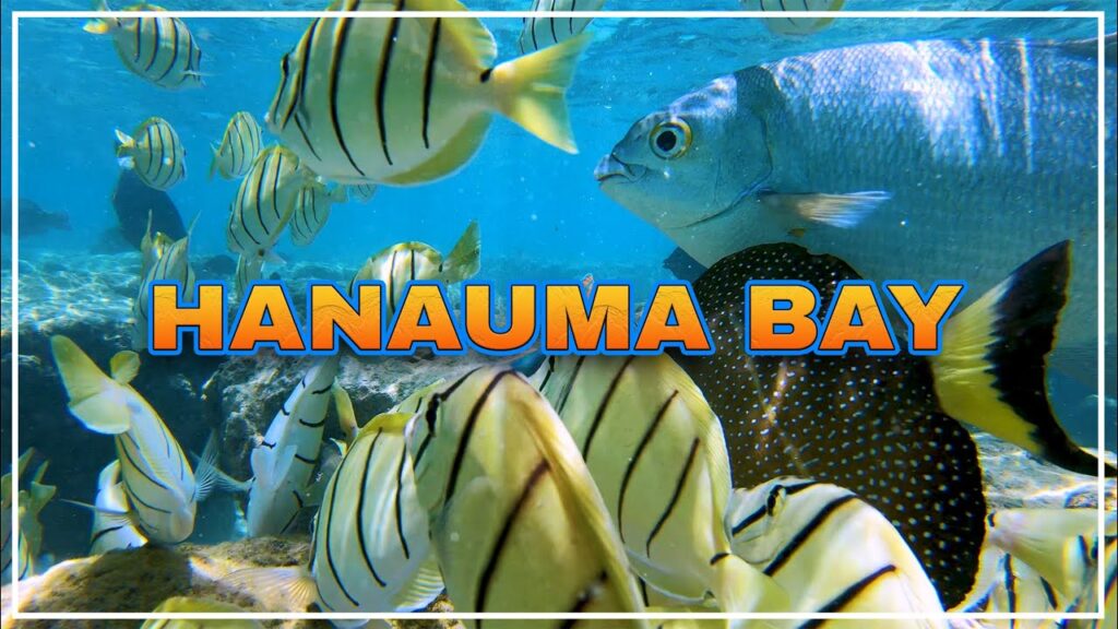 HANAUMA BAY | One of the Best Snorkeling Spots in the World 🌴 Hawaii 4K Tour