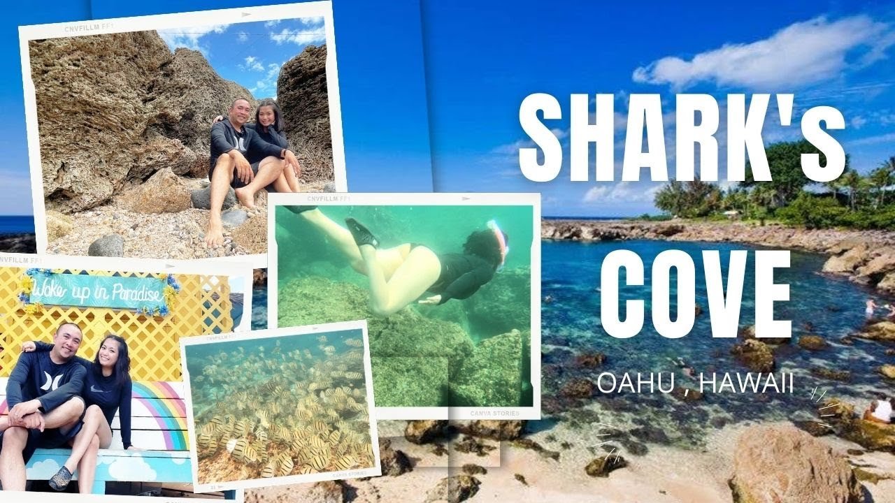 SHARKS COVE: One of the Best Snorkeling and Diving Spots in Oahu, Hawaii SHARKS COVE: One of the Best Snorkeling and Diving Spots in Oahu, Hawaii