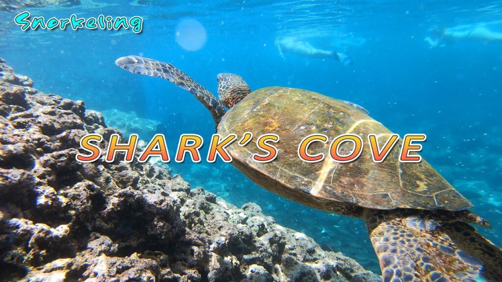 Sharks Cove Snorkeling | Best Snorkeling Spot on North Shore | Pupukea 🌴 Hawaii 4K Activity