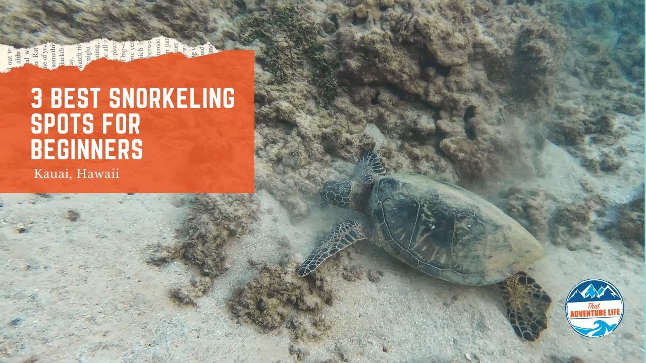3 Best Snorkeling Spots in Kauai for Beginners - Kauai, HI 3 Best Snorkeling Spots in Kauai for Beginners - Kauai, HI