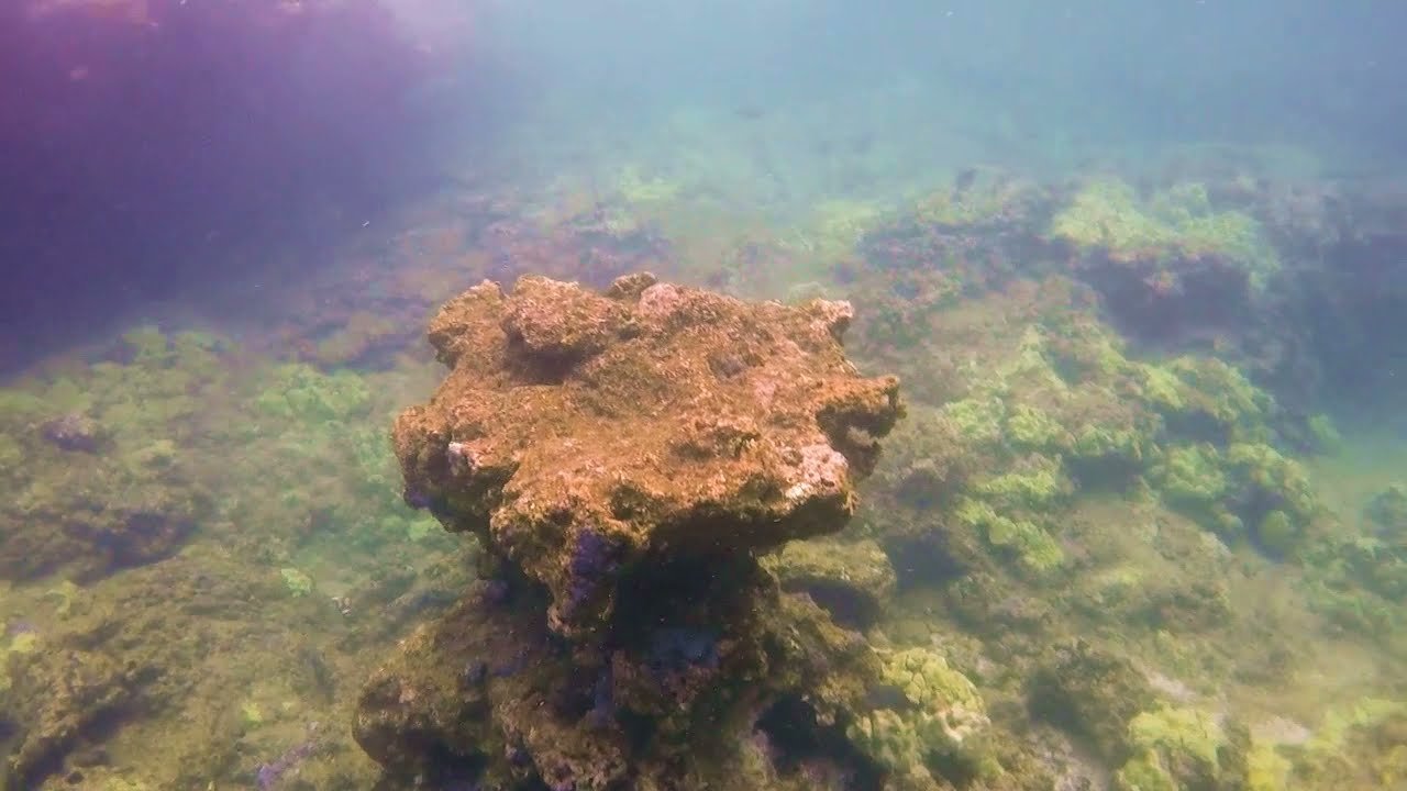 3 Tables Beach Snorkeling, Oahu, Hawaii August 2021