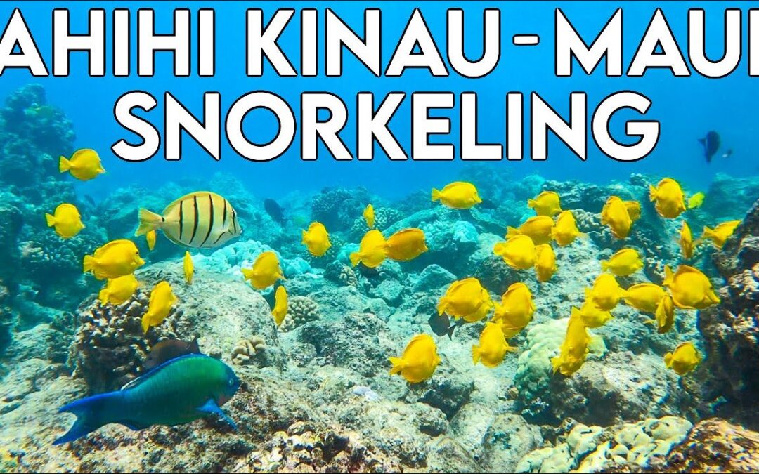 Ahihi Kinau Nature Reserve | Maui Snorkeling Spots HAWAII | Best places to snorkel | Reef Shark!