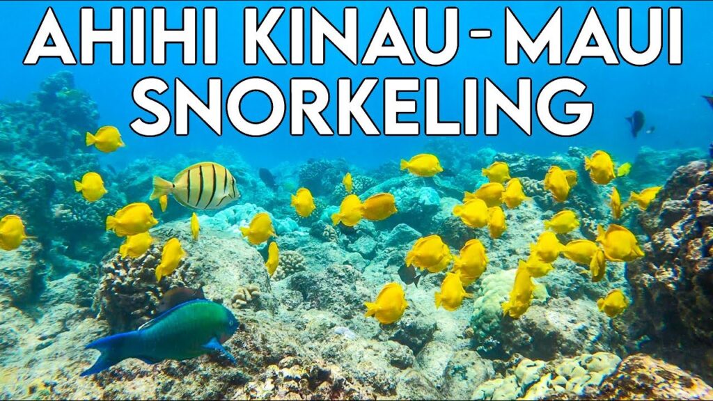 Ahihi Kinau Nature Reserve | Maui Snorkeling Spots HAWAII | Best places to snorkel | Reef Shark!