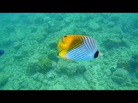 Epic Snorkeling Kauai, Hawaii: Poipu Beach HD