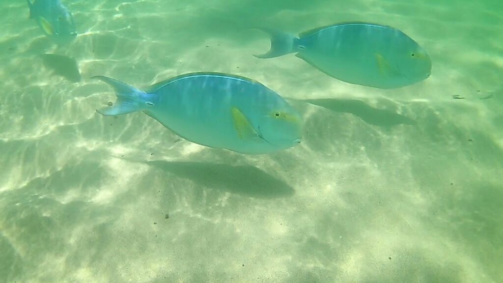 Lydgate beach park snorkeling and points of interest . East side Kauai