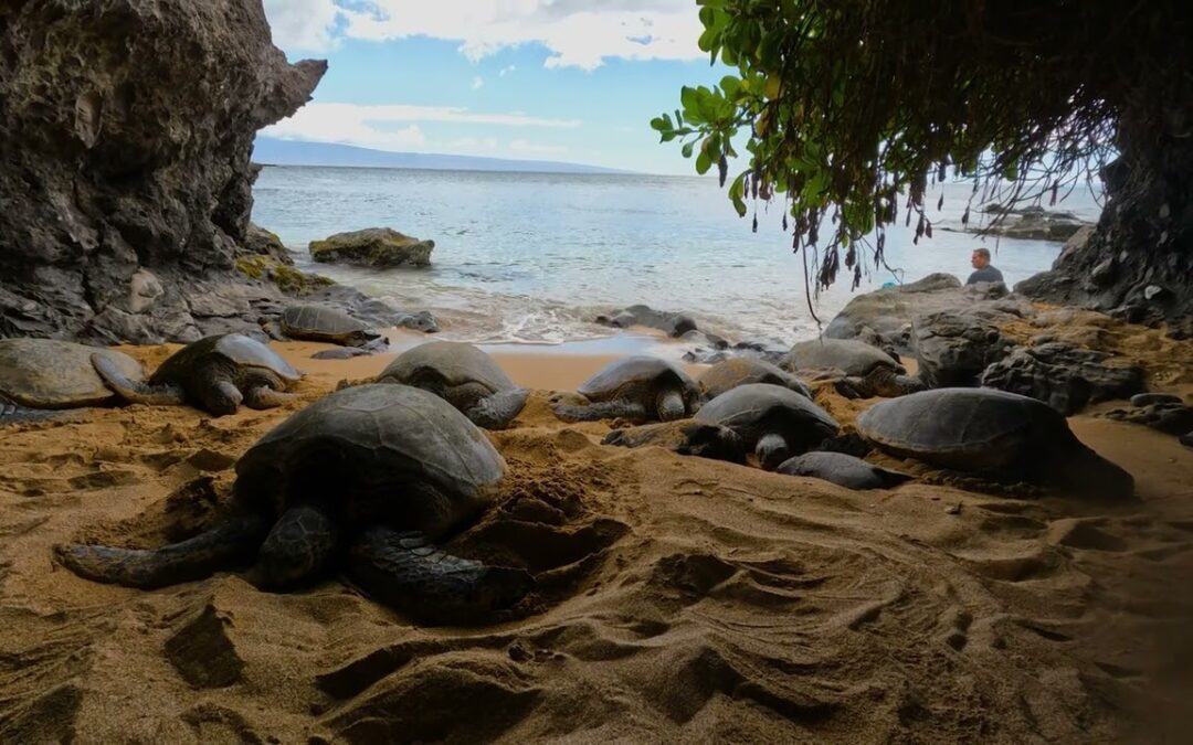 Maui Snorkeling – Turtle Town