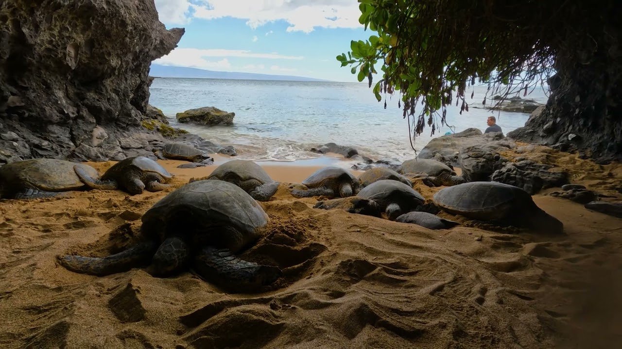 Maui Snorkeling - Turtle Town