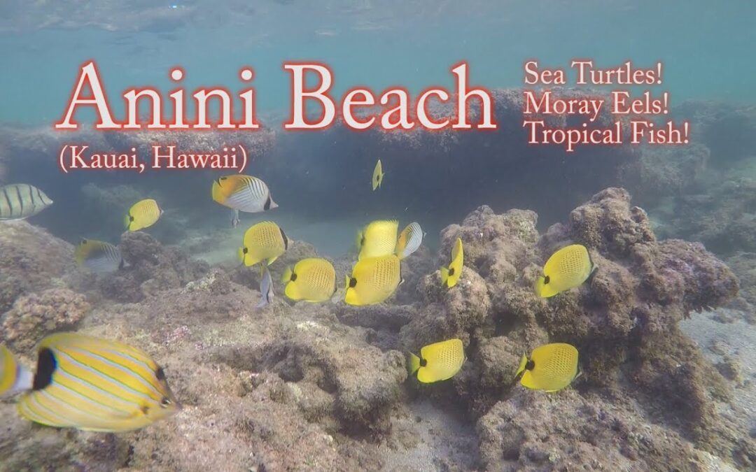 Snorkeling W Fish Id Anini Beach Kauai Hawaii 1