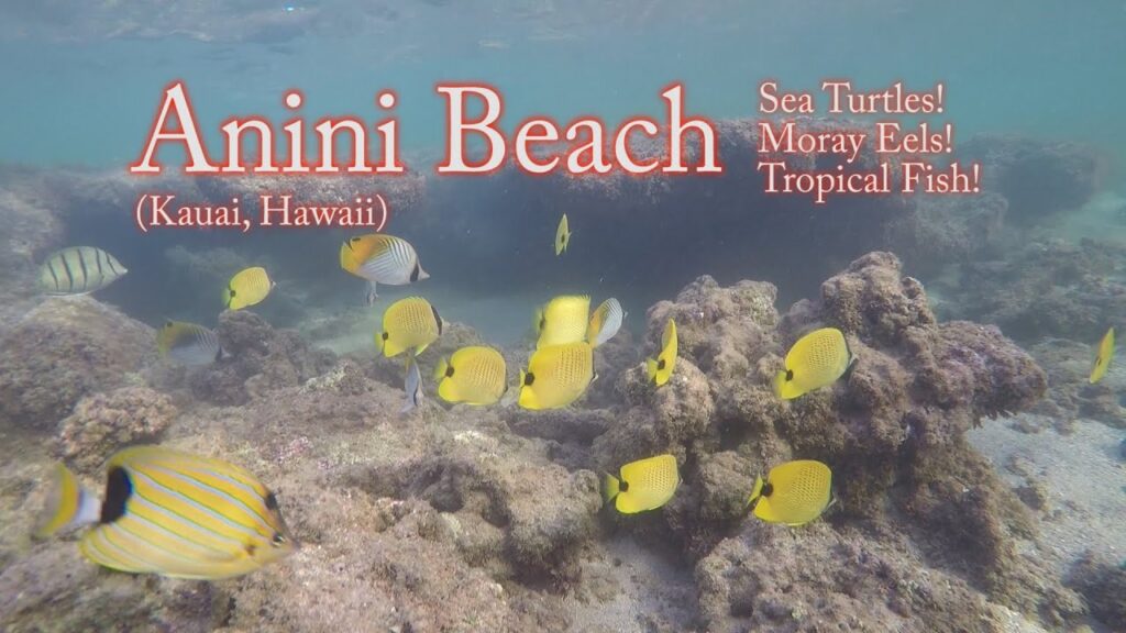 Snorkeling (w/ FISH I.D.) - Anini BEACH!!! (Kauai, Hawaii)