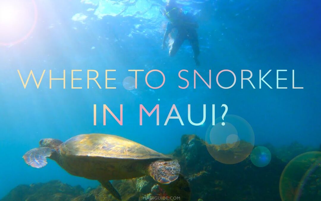 Where to Snorkel in Maui, Hawaii  |  Ulua / Mokapu Snorkeling & Scuba