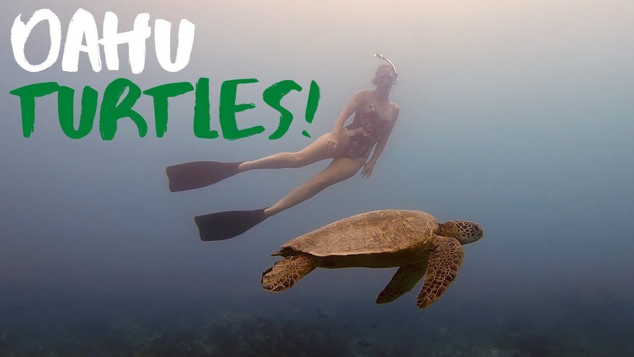 Where to Snorkel with Lots of Turtles in Oahu Hawaii | Makaha Beach Park Where to Snorkel with Lots of Turtles in Oahu Hawaii | Makaha Beach Park