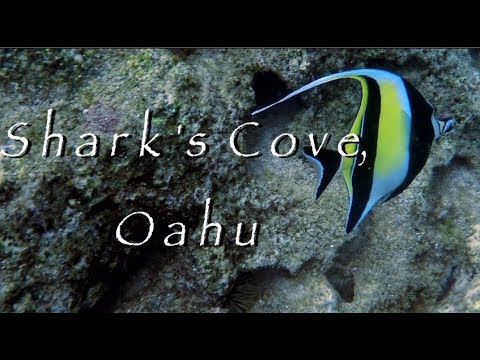 Best Snorkeling on Oahu – Shark’s Cove Video (HD)