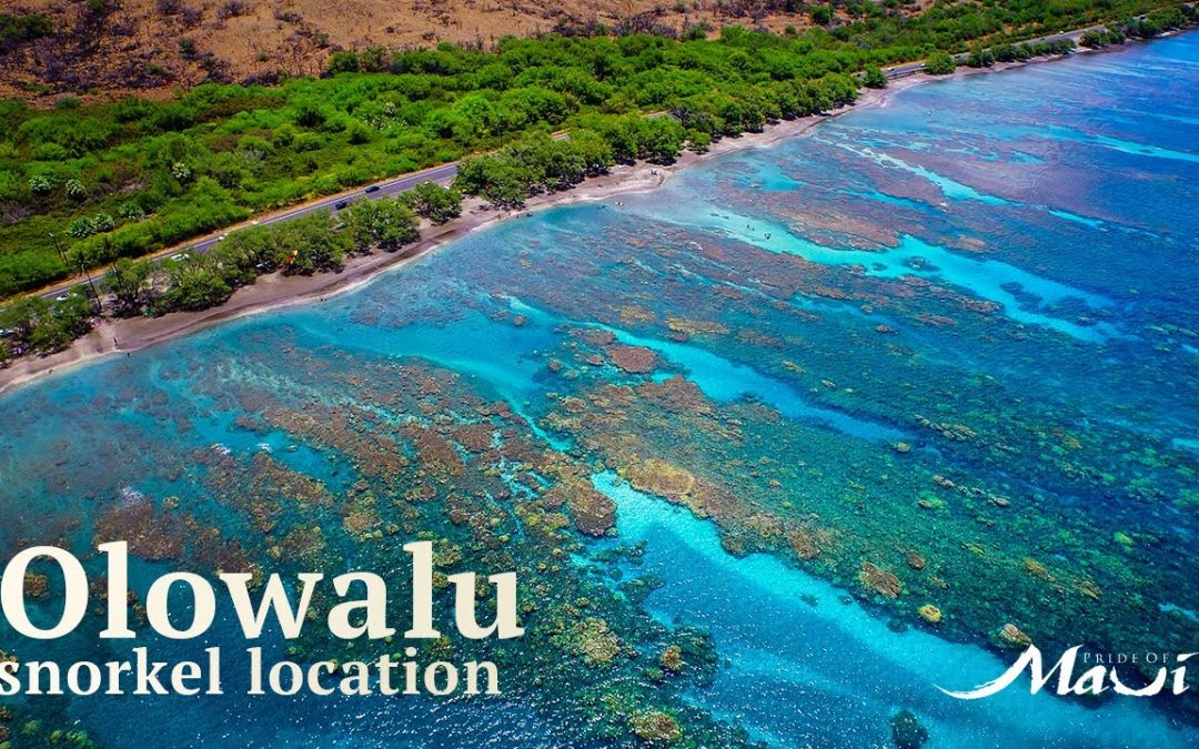 Olowalu | Pride of Maui Snorkel Locations