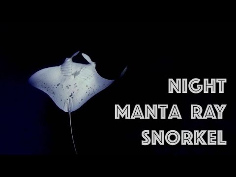 Snorkeling Review - Night Manta Snorkel, Hawaii (Big Island)