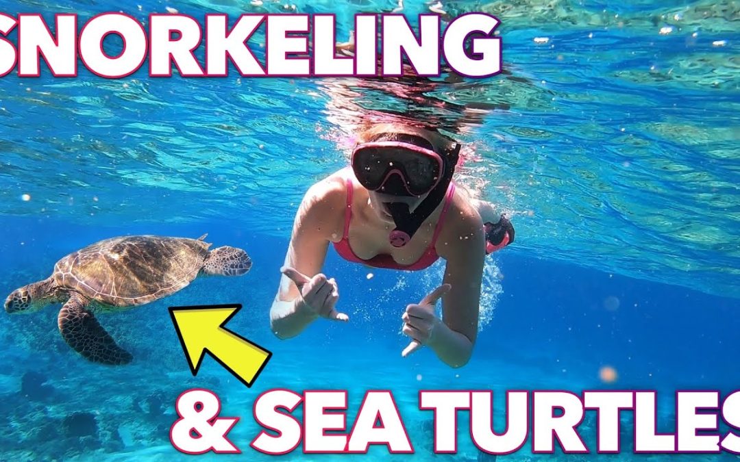 SNORKELING WITH SEA TURTLES 🐢 IN POIPU KAUAI HAWAII ☀️ KAUAI VACATION FOR WIFE’S 30TH BIRTHDAY VLOG