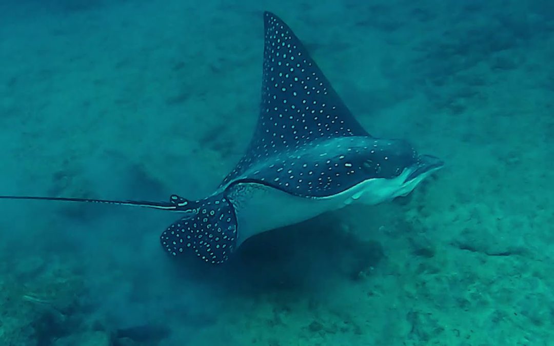 Best Snorkeling in Kauai – Turtles & Rays