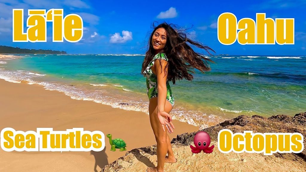 Best Snorkeling in Oahu! Laie Beach l Sea Turtles and Octopus