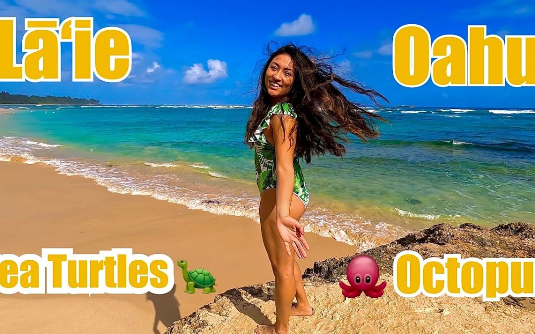 Best Snorkeling In Oahu Laie Beach L Sea Turtles And Octopus 2