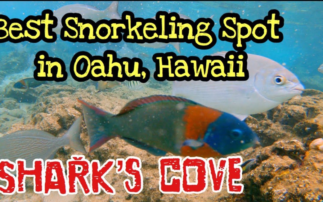 Best Snorkeling Spot In Oahu Hawaii Beginner And Kid Friendly 2