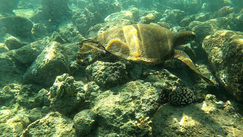 Kauai Snorkeling Poipu Beach - March 2022