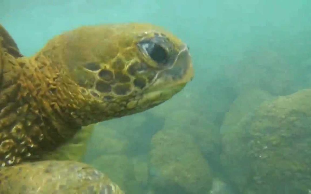 Snorkeling Beach House Kauai 2